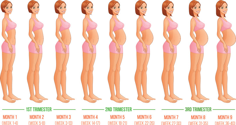Importance of 2nd Trimester During Your Pregnancy Journey